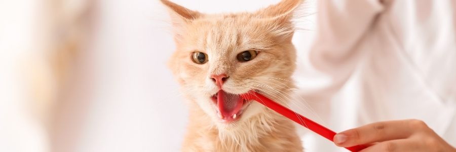 Pet Dentistry