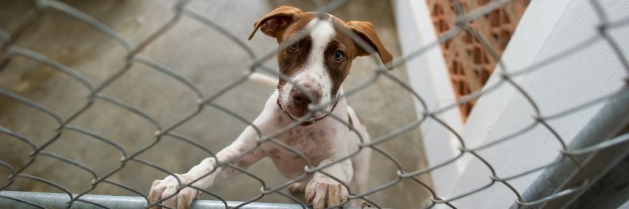 The newly adopted rescue dog preventing problems The newly adopted rescue dog preventing problems