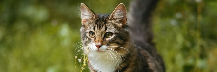 Avoiding urine marking by cats