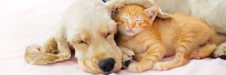Handling exercises for puppies and kittens