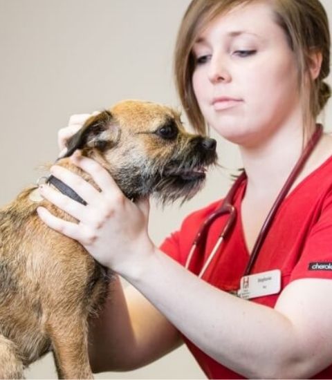 Veterinary Consultations